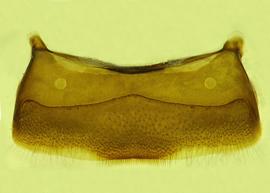   Anthidium pallidiclypeum  male, ventral view of fourth sternum (S4), photo from Gonzalez and Griswold 2013 
